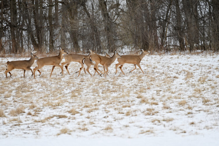 Officials hope House Bill 2460 will bring hunter education to classroom